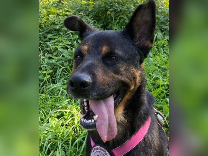 MELLOW - wunderschöne Hündin sucht klare Regeln und Struktur