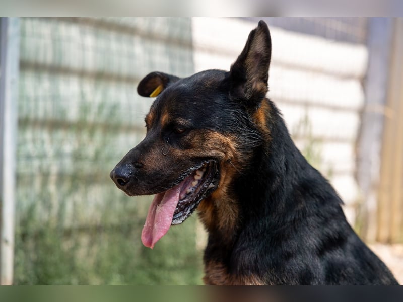MELLOW - wunderschöne Hündin sucht klare Regeln und Struktur