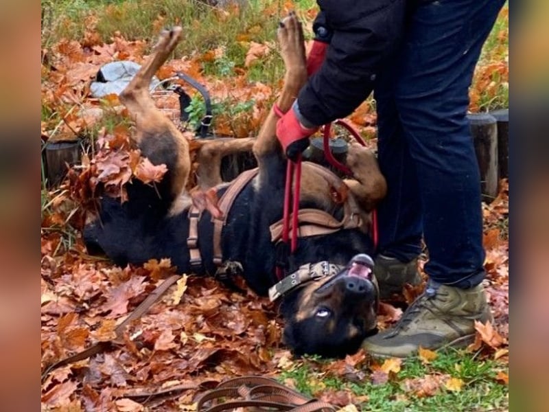 MELLOW - wunderschöne Hündin sucht klare Regeln und Struktur