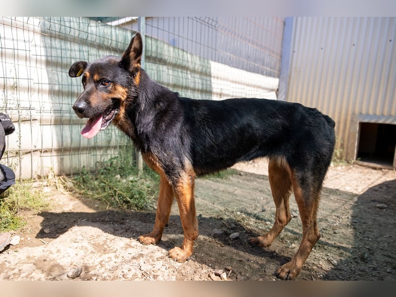 MELLOW - wunderschöne Hündin sucht klare Regeln und Struktur