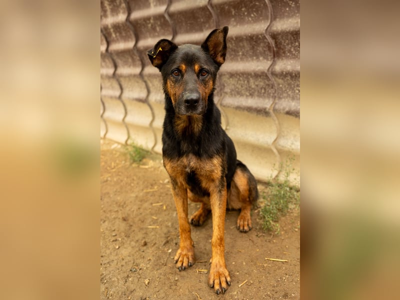 MELLOW - wunderschöne Hündin sucht klare Regeln und Struktur