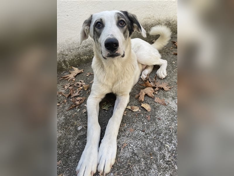 Younis, geb. ca. 02/2023, lebt in GRIECHENLAND, auf einer privaten Pflegestelle