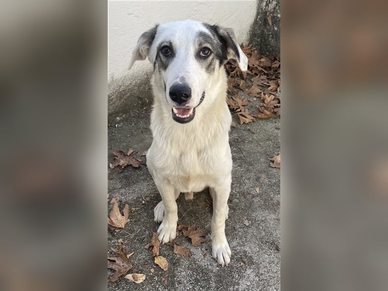 Younis, geb. ca. 02/2023, lebt in GRIECHENLAND, auf einer privaten Pflegestelle