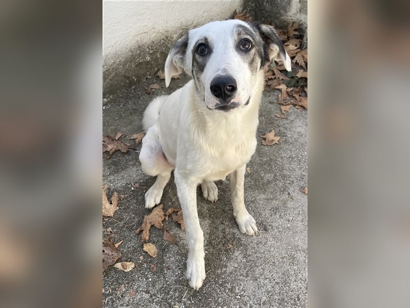 Younis, geb. ca. 02/2023, lebt in GRIECHENLAND, auf einer privaten Pflegestelle