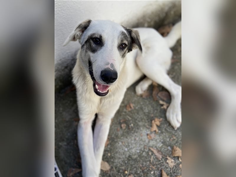 Younis, geb. ca. 02/2023, lebt in GRIECHENLAND, auf einer privaten Pflegestelle