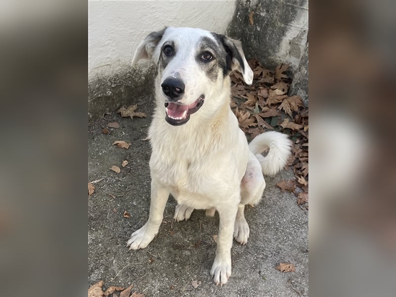 Younis, geb. ca. 02/2023, lebt in GRIECHENLAND, auf einer privaten Pflegestelle