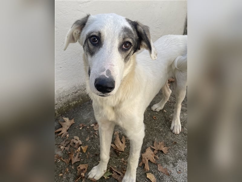 Younis, geb. ca. 02/2023, lebt in GRIECHENLAND, auf einer privaten Pflegestelle