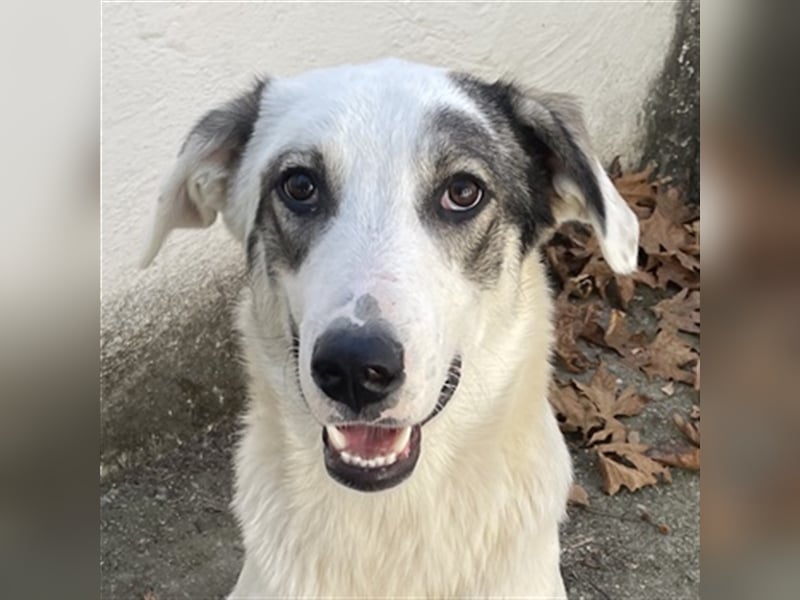 Younis, geb. ca. 02/2023, lebt in GRIECHENLAND, auf einer privaten Pflegestelle