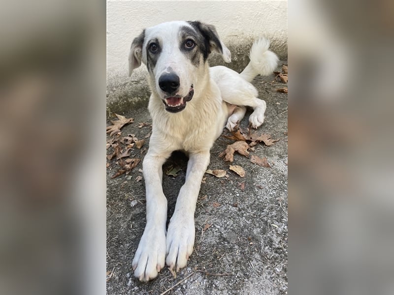 Younis, geb. ca. 02/2023, lebt in GRIECHENLAND, auf einer privaten Pflegestelle