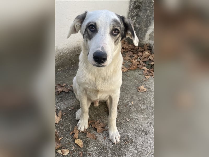 Younis, geb. ca. 02/2023, lebt in GRIECHENLAND, auf einer privaten Pflegestelle