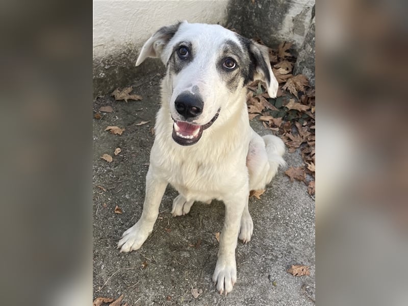 Younis, geb. ca. 02/2023, lebt in GRIECHENLAND, auf einer privaten Pflegestelle