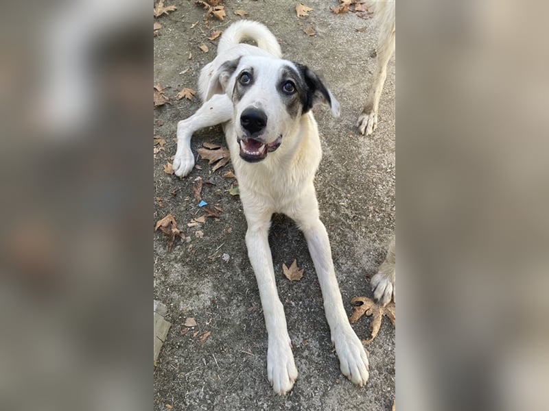 Younis, geb. ca. 02/2023, lebt in GRIECHENLAND, auf einer privaten Pflegestelle