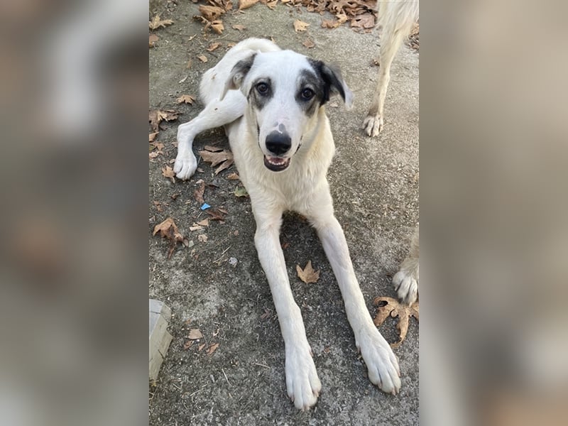 Younis, geb. ca. 02/2023, lebt in GRIECHENLAND, auf einer privaten Pflegestelle