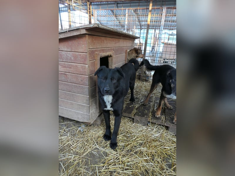 Malio sucht sein Für-immer Zuhause Malio sucht sein Für-immer Zuhause