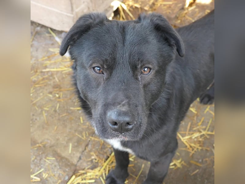 Malio sucht sein Für-immer Zuhause Malio sucht sein Für-immer Zuhause