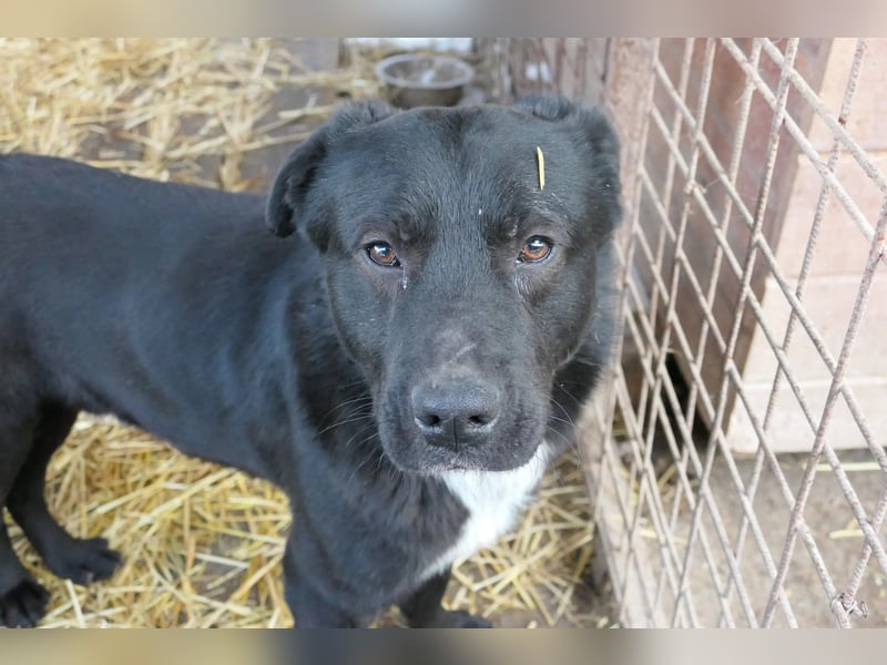 Malio sucht sein Für-immer Zuhause Malio sucht sein Für-immer Zuhause