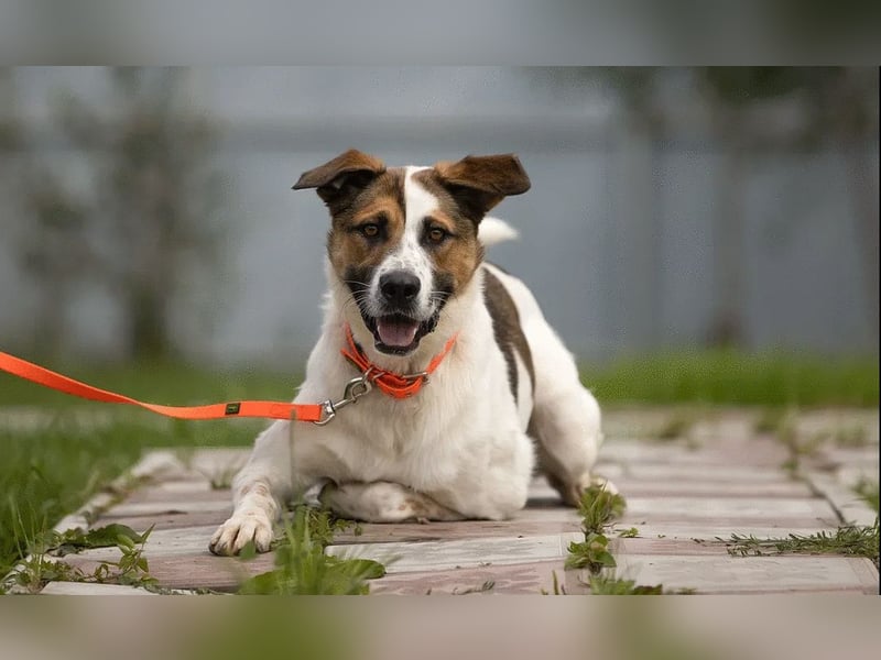 Aktives Zuhause für Mario gesucht