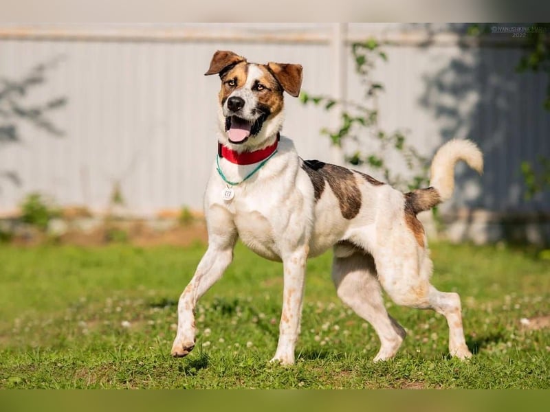 Aktives Zuhause für Mario gesucht