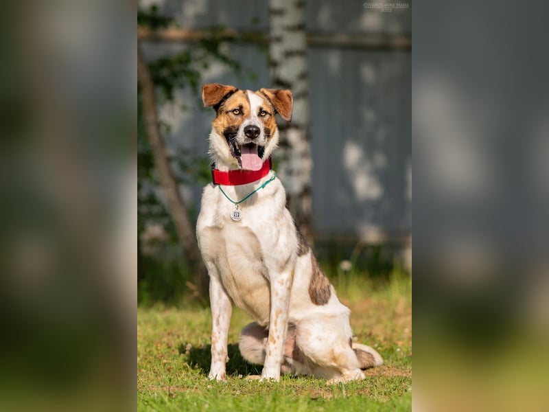 Aktives Zuhause für Mario gesucht