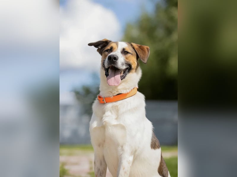 Aktives Zuhause für Mario gesucht