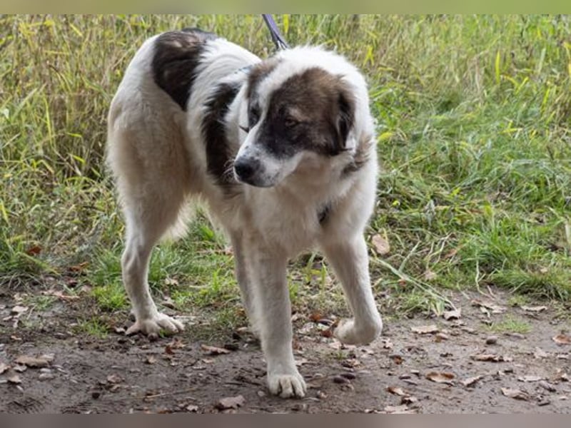 Dennis ist ein bezaubernder Junghund Dennis ist ein bezaubernder Junghund