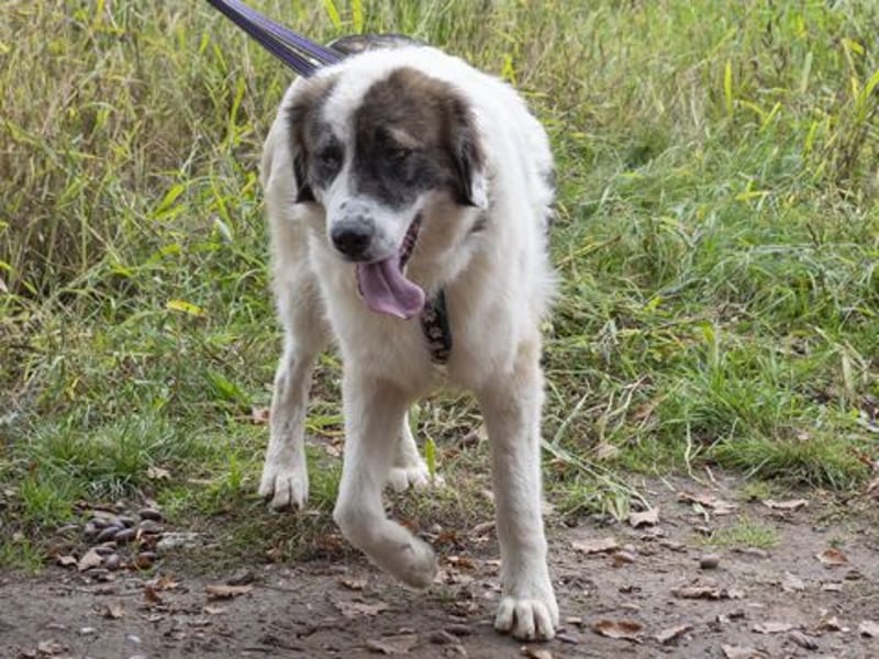 Dennis ist ein bezaubernder Junghund Dennis ist ein bezaubernder Junghund