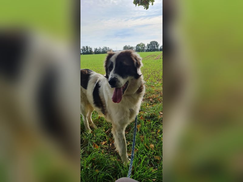 Dennis ist ein bezaubernder Junghund Dennis ist ein bezaubernder Junghund