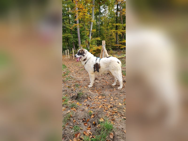 Dennis ist ein bezaubernder Junghund Dennis ist ein bezaubernder Junghund