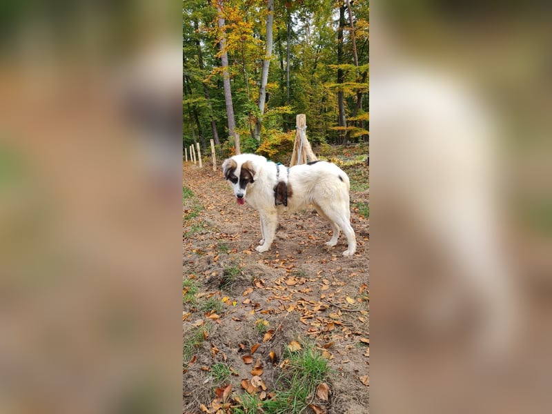 Dennis ist ein bezaubernder Junghund Dennis ist ein bezaubernder Junghund