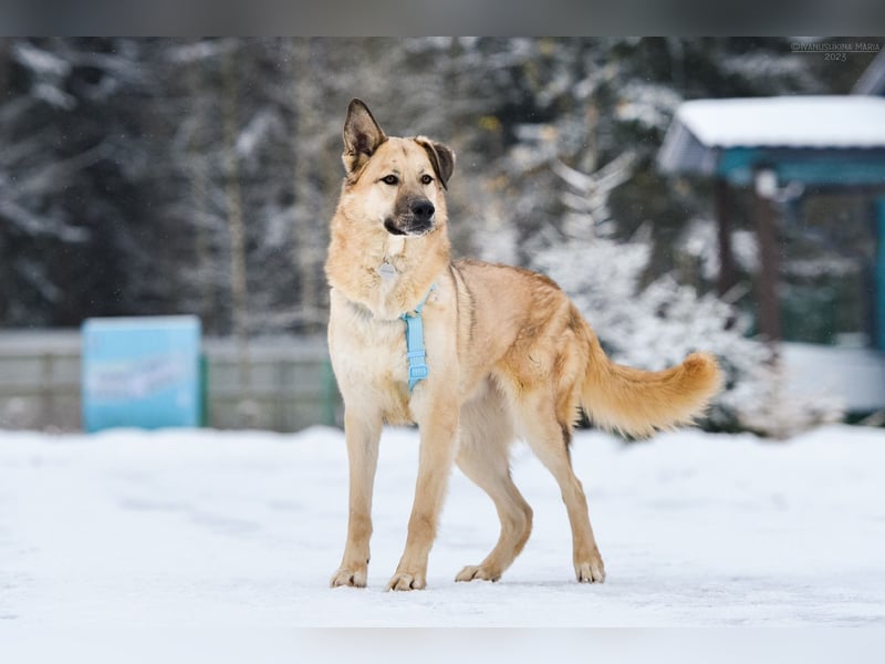 Freundlicher Anton sucht sein Zuhause