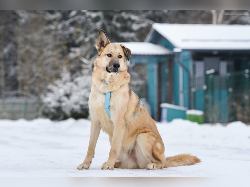 Freundlicher Anton sucht sein Zuhause