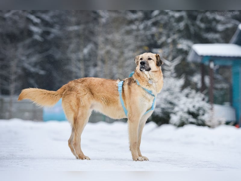 Freundlicher Anton sucht sein Zuhause