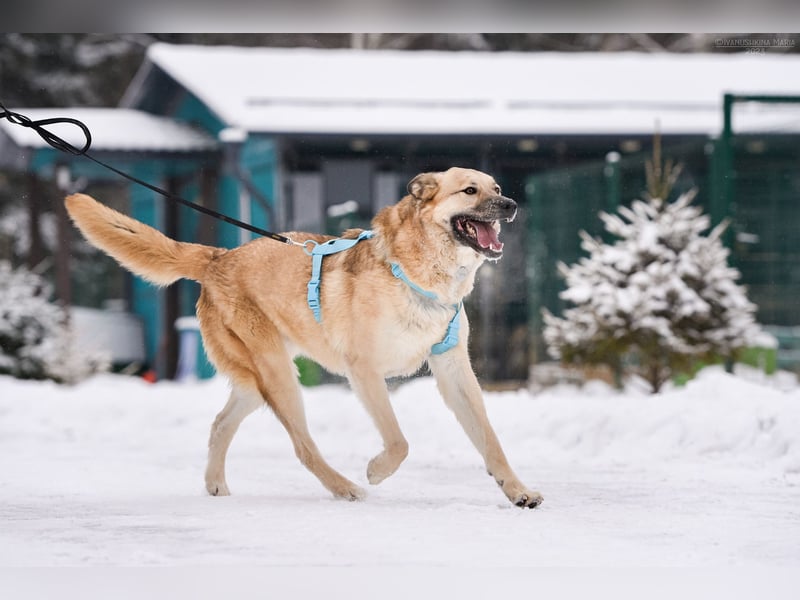 Freundlicher Anton sucht sein Zuhause
