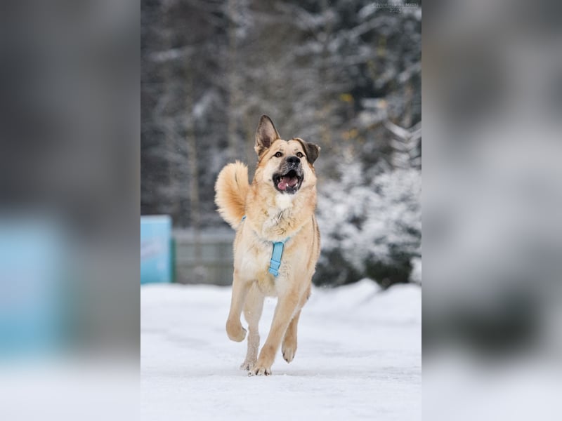 Freundlicher Anton sucht sein Zuhause