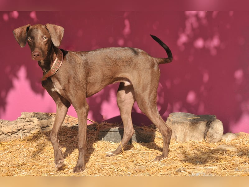 Zeigen Sie Ronaldo wie schön das Leben, in einen liebevollen Zuhause, sein kann?