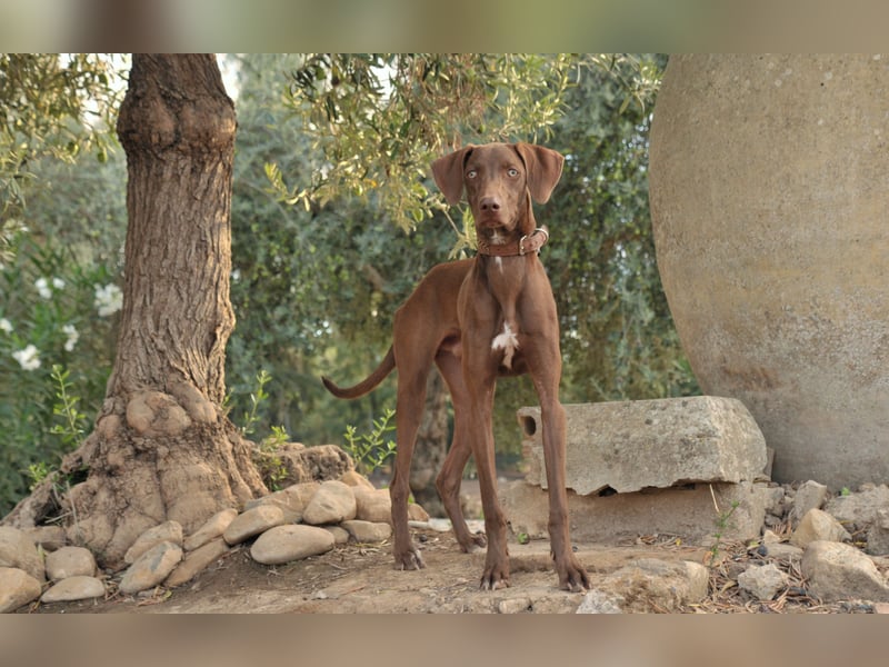 Zeigen Sie Ronaldo wie schön das Leben, in einen liebevollen Zuhause, sein kann?
