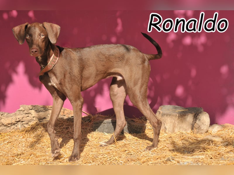 Darf Ronaldo teil Ihres Familienlebens werden?