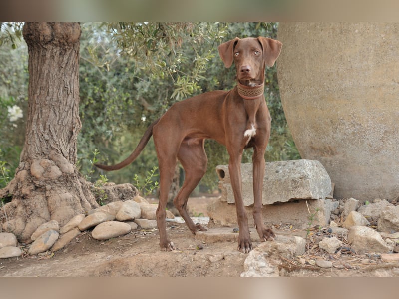 Zeigen Sie Ronaldo wie schön das Leben, in einen liebevollen Zuhause, sein kann?