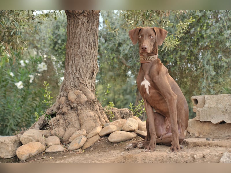 Zeigen Sie Ronaldo wie schön das Leben, in einen liebevollen Zuhause, sein kann?