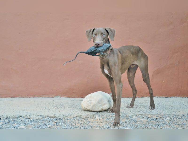 Zeigen Sie Ronaldo wie schön das Leben, in einen liebevollen Zuhause, sein kann?