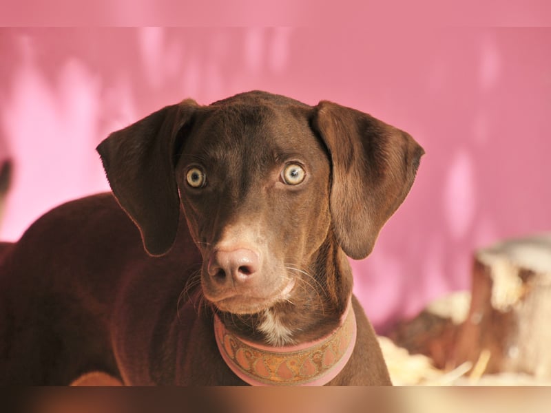 Zeigen Sie Ronaldo wie schön das Leben, in einen liebevollen Zuhause, sein kann?