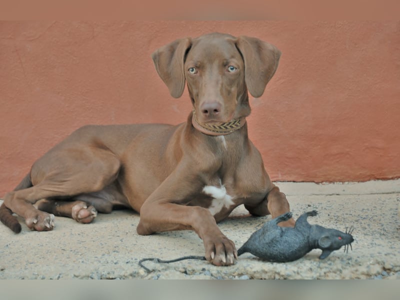 Zeigen Sie Ronaldo wie schön das Leben, in einen liebevollen Zuhause, sein kann?