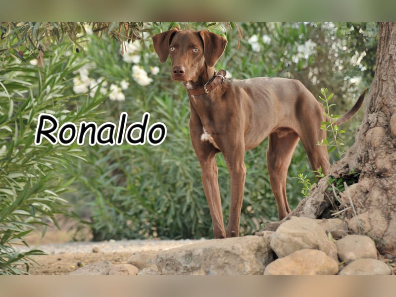 Zeigen Sie Ronaldo wie schön das Leben, in einen liebevollen Zuhause, sein kann?