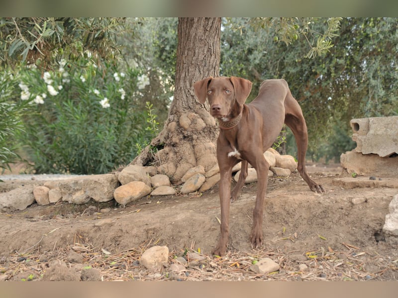 Zeigen Sie Ronaldo wie schön das Leben, in einen liebevollen Zuhause, sein kann?