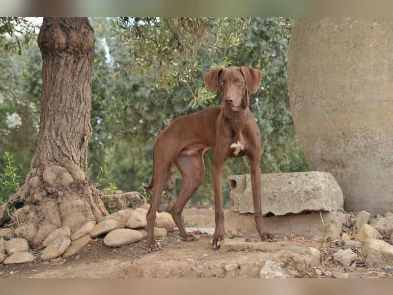 Zeigen Sie Ronaldo wie schön das Leben, in einen liebevollen Zuhause, sein kann?
