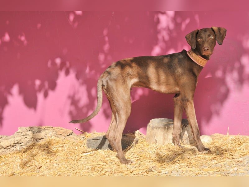 Zeigen Sie Ronaldo wie schön das Leben, in einen liebevollen Zuhause, sein kann?