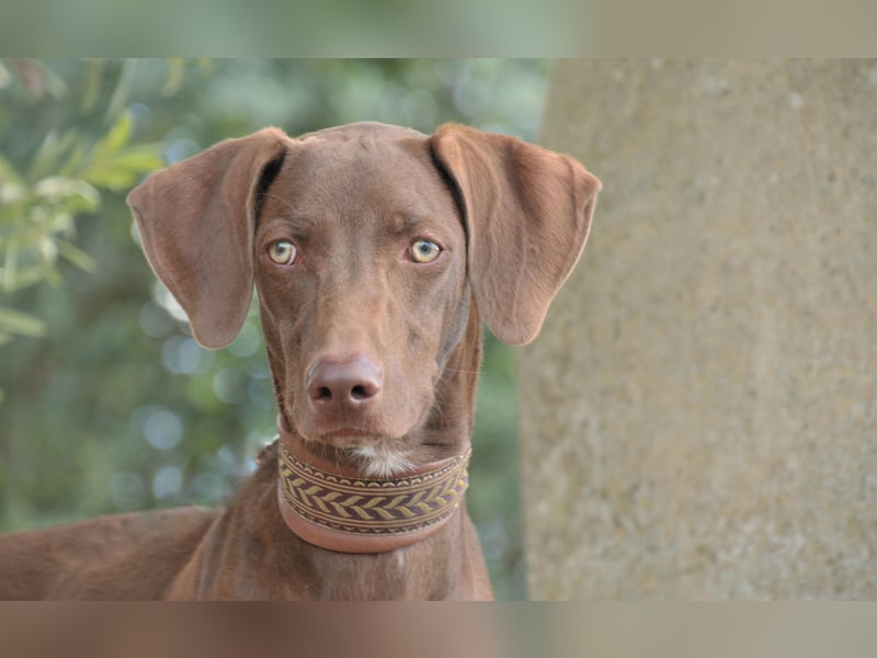 Zeigen Sie Ronaldo wie schön das Leben, in einen liebevollen Zuhause, sein kann?