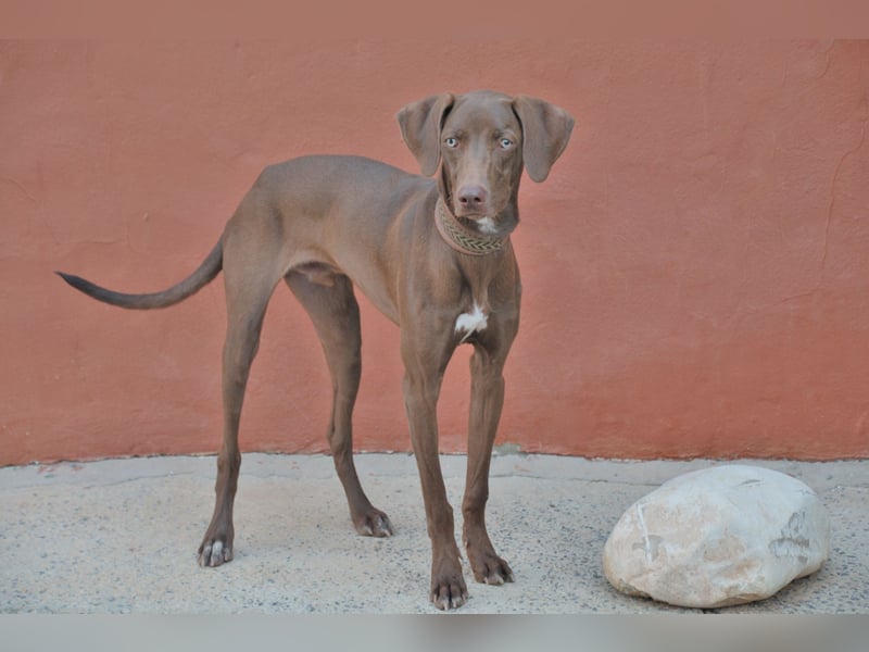 Zeigen Sie Ronaldo wie schön das Leben, in einen liebevollen Zuhause, sein kann?