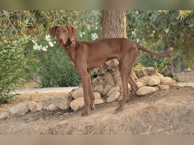 Zeigen Sie Ronaldo wie schön das Leben, in einen liebevollen Zuhause, sein kann?