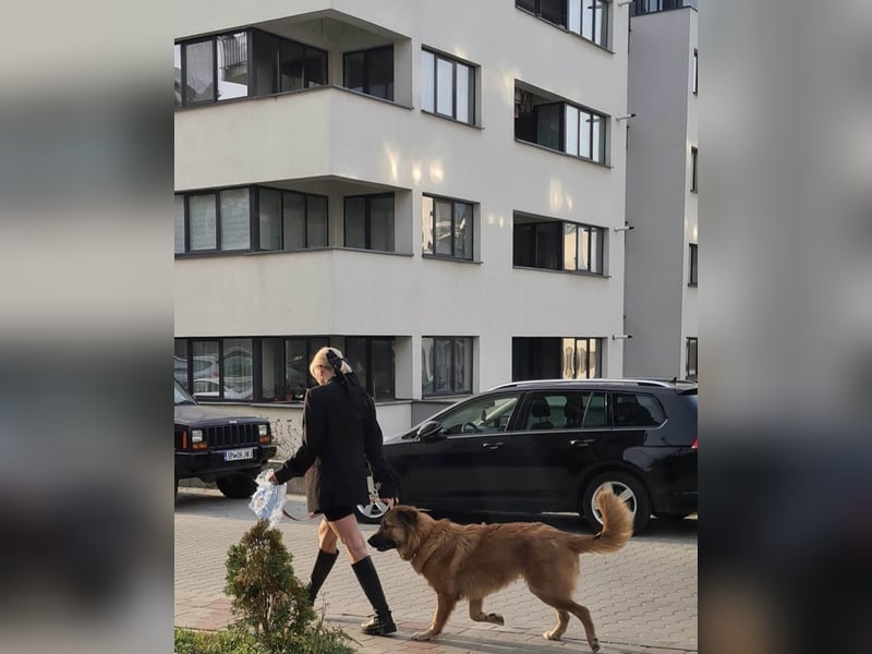 Grizzly sucht noch sein Zuhause